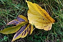 Parco Europa Autunno_092